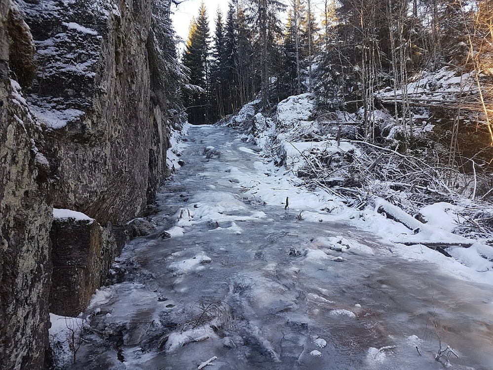 Vinterskog