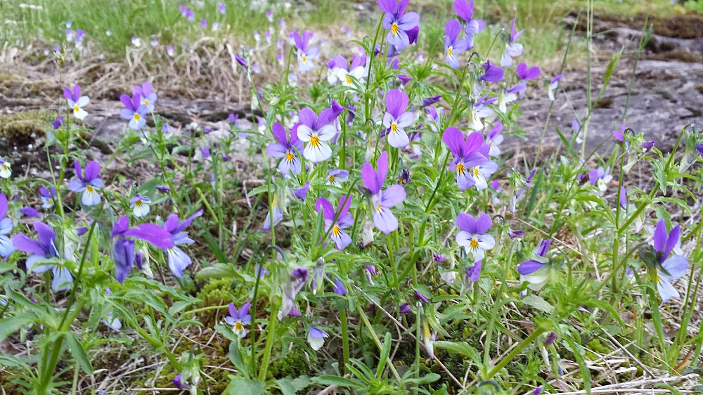 Blomster på toppen av Garlaushøgda