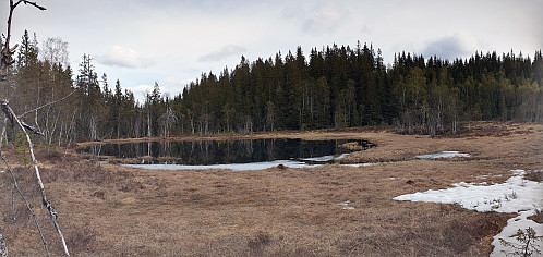 Elgputten på vei mot Rådalshøgda. Elgen på andre siden rakk å forsvinne inn i skogen før fotografen fikk tatt sitt bilde