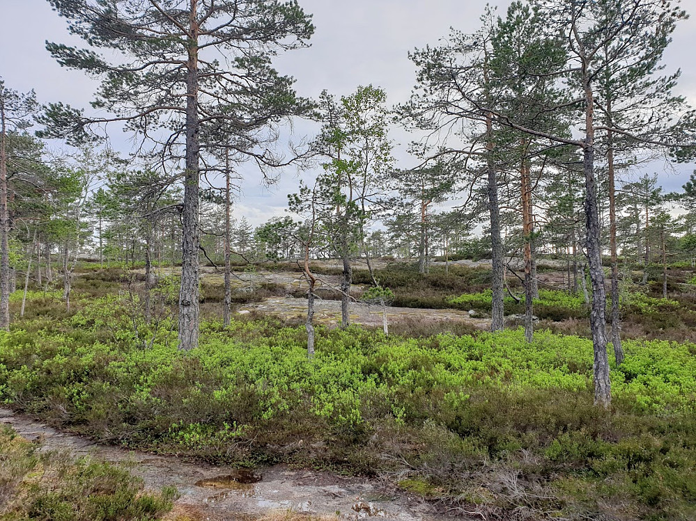Fjell og småskog over flatene mot Høymyr