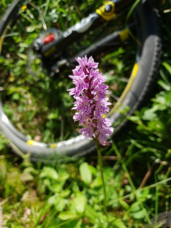 Vill orkide og sykkel