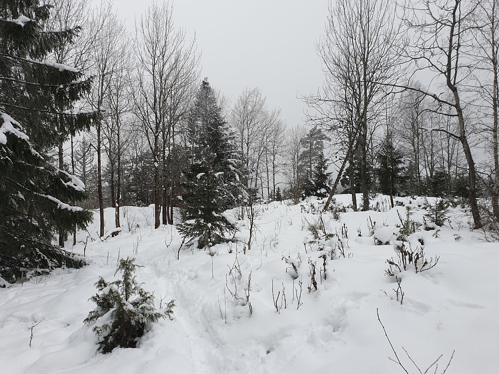 Nysnø i høyden