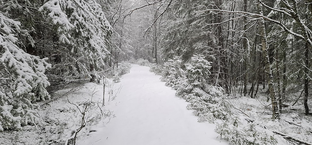 Snø på veien oppi skogen