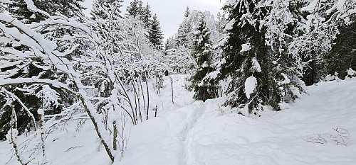 Mye snø i skogen