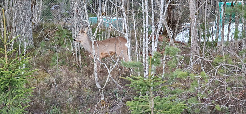 Rådyret ved Toppenhaug. Stod stille bare 3 meter fra meg