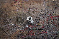 Garm_20180220_5a8c7a6d45483.jpg