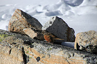 Garm_20180226_5a944aff2ec2f.jpg