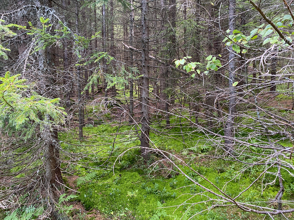 Lettgått terreng