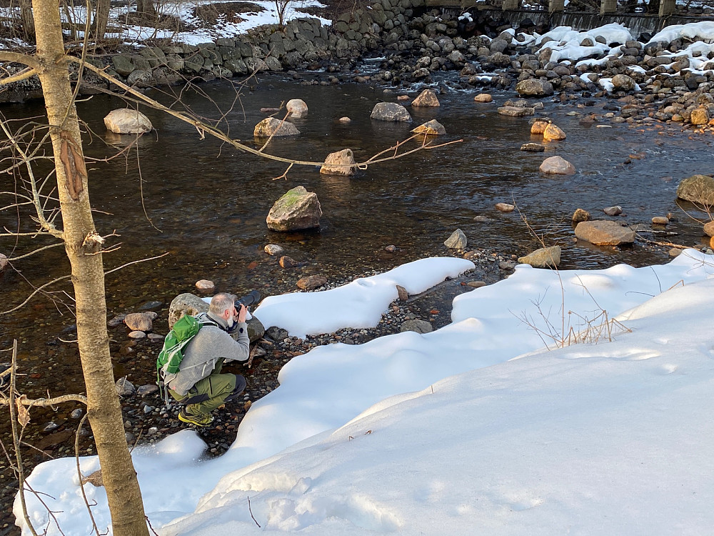 Fossekall og skjeggmeis