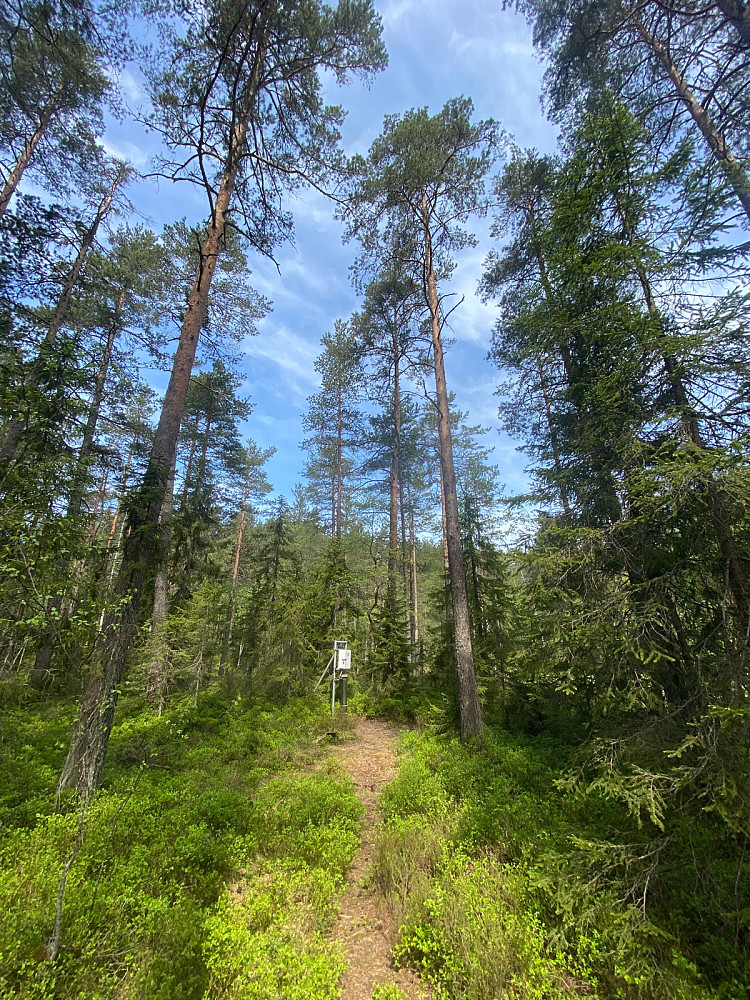 Om nokon lurte, det følgde med eit sikringsskap til lyktestolpen i skogen (naturlegvis).