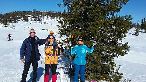 Appelsintreet