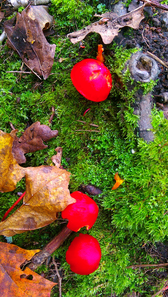 Masse fin sopp i skogen
