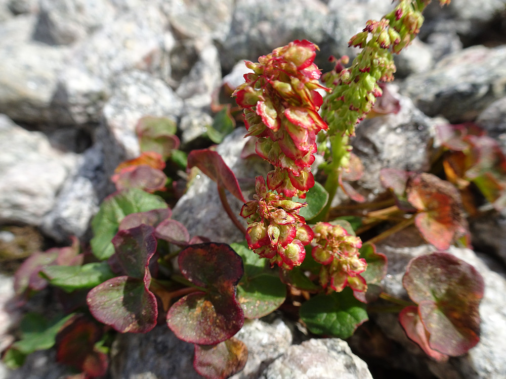 Artige blomster i veikanten
