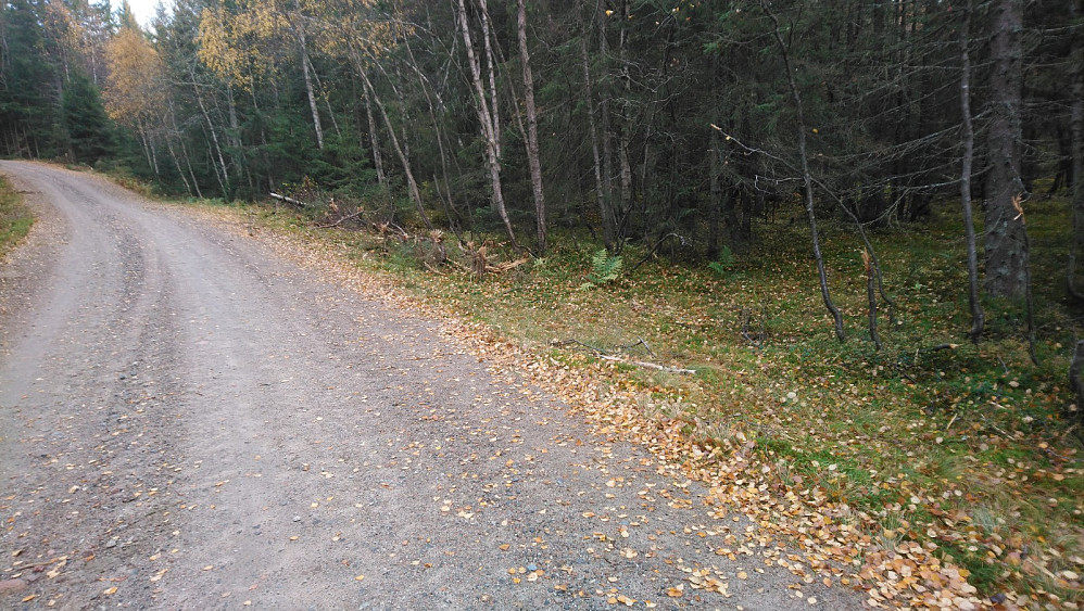 Her starter den nesten usynlige skogsveien