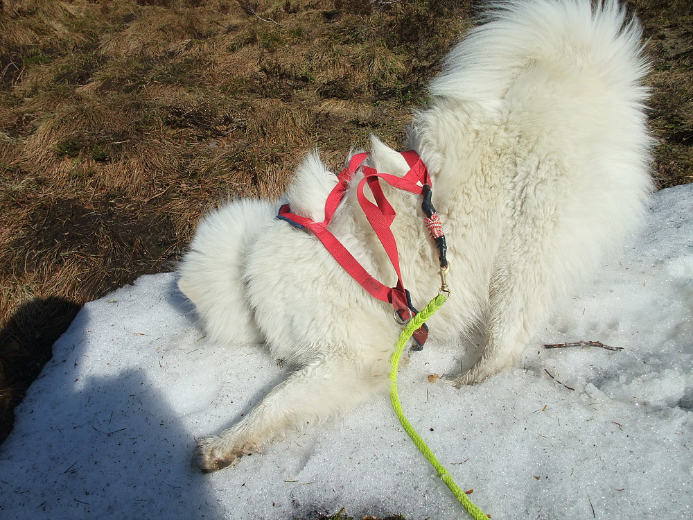 Denne hunden elsker snøfonner. Forståelig med all den pelsen