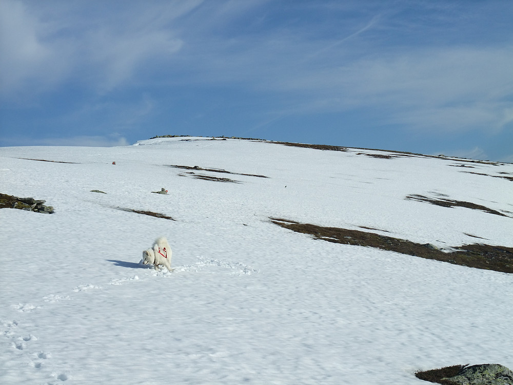 Snøfonn og sti på vei ned. Her ligger flyvtraket