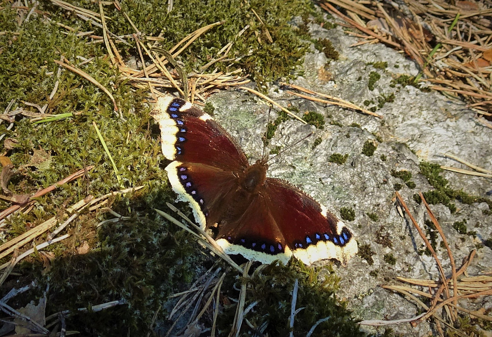 Sørgekåpe