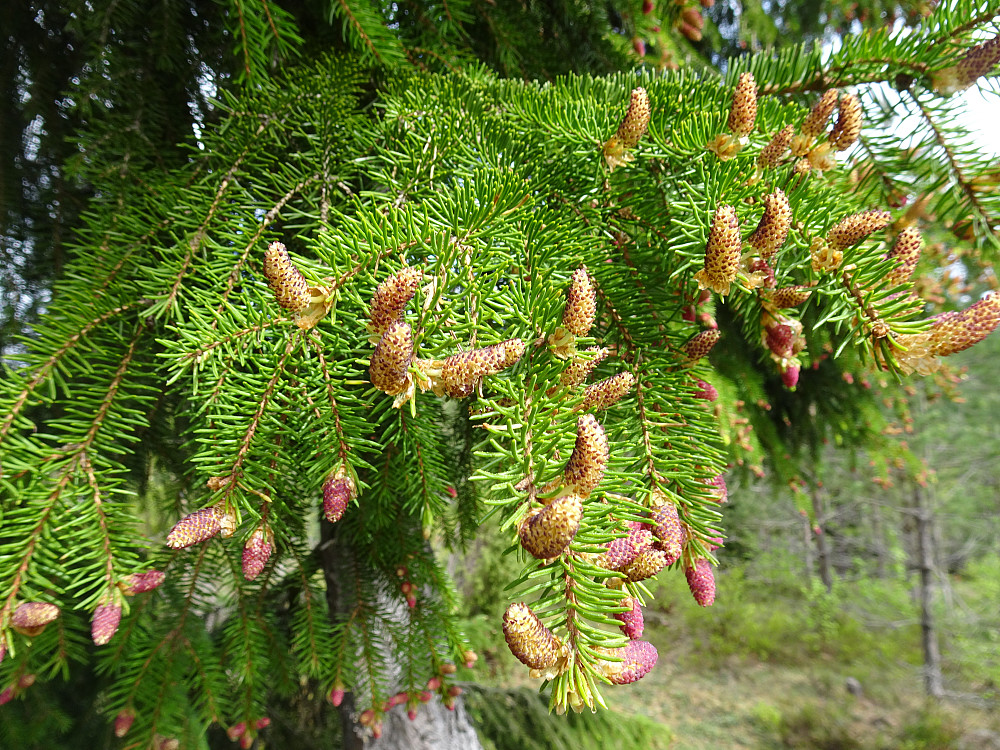 Hannblomster på gran?