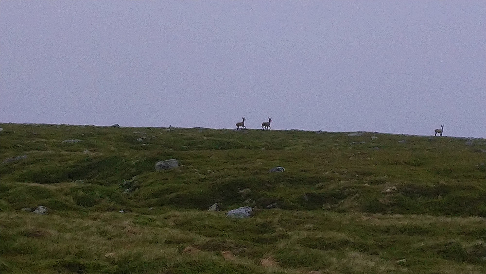 Tre hjorter som løp bortover mot Rundehornet da vi kom