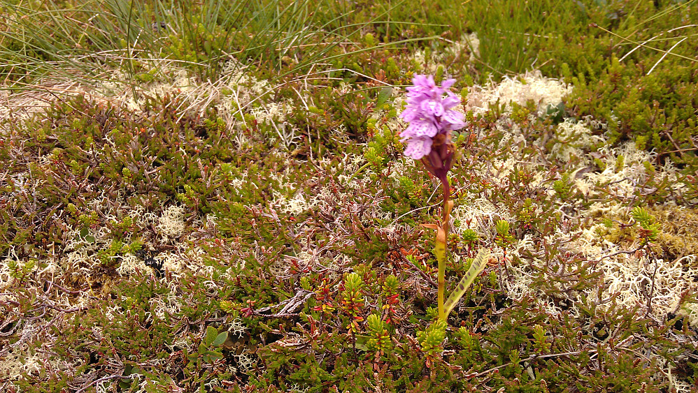 Flekkmarihånd