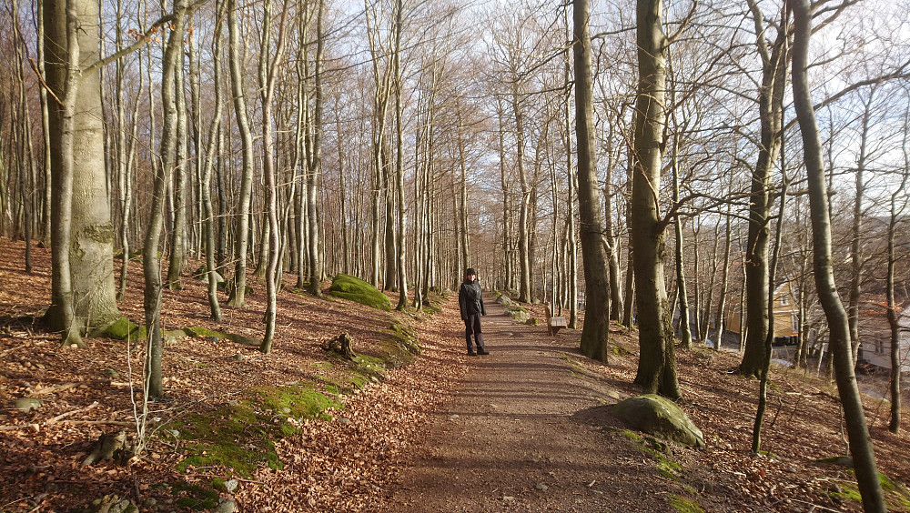 Fint i skogen