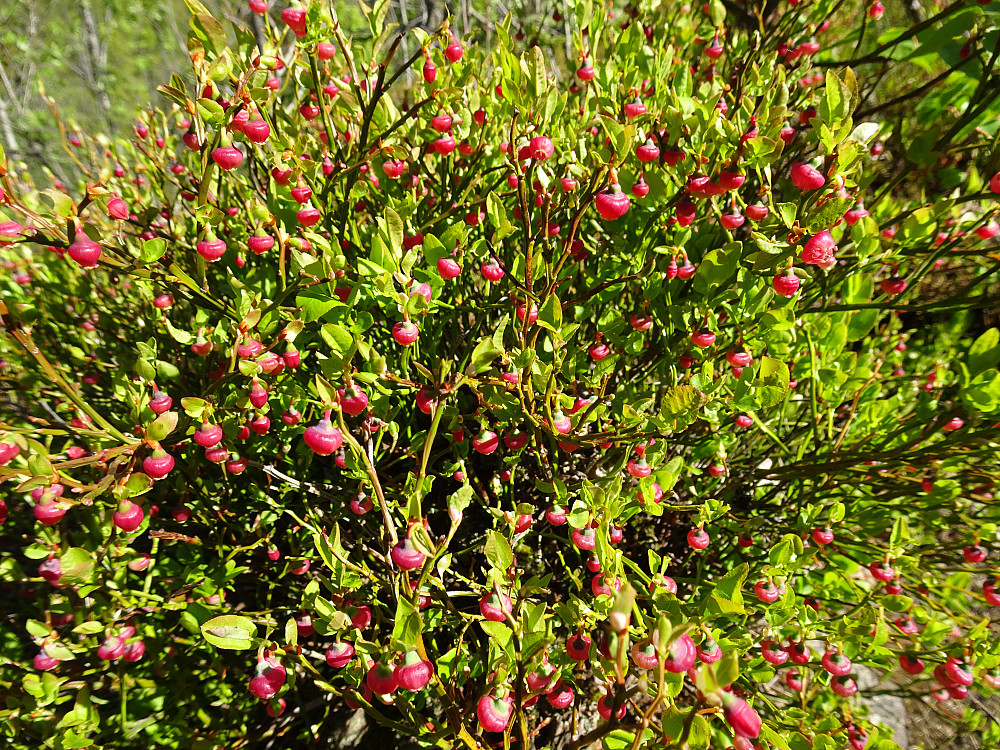 Masse blåbærblomster