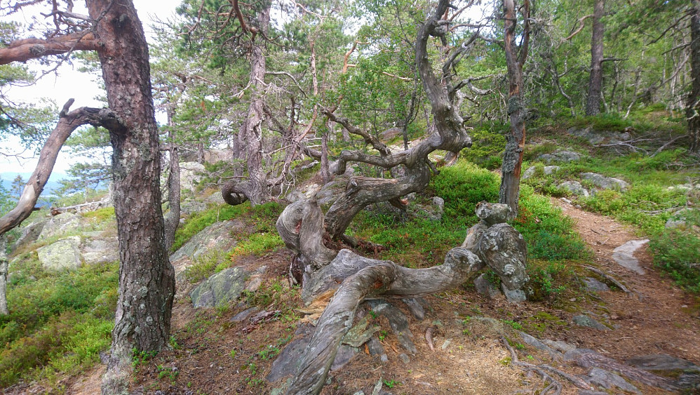 Traff dette skumle dyret 