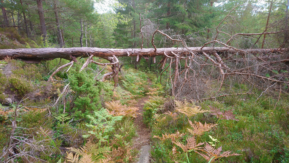 Stien passerer fint under denne furuen