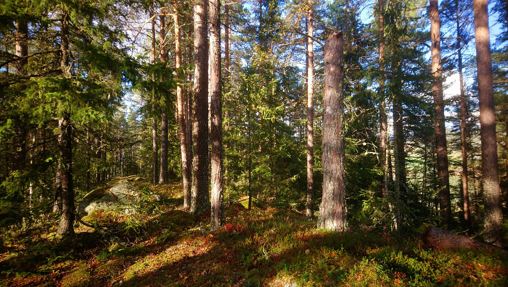 Toppområdet