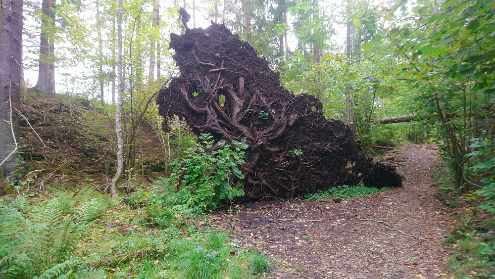 Fin, skummel rotvelt