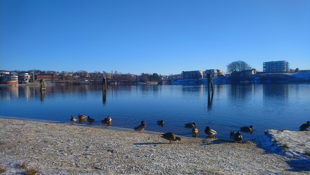 Masse stokkender på Bakkestranda