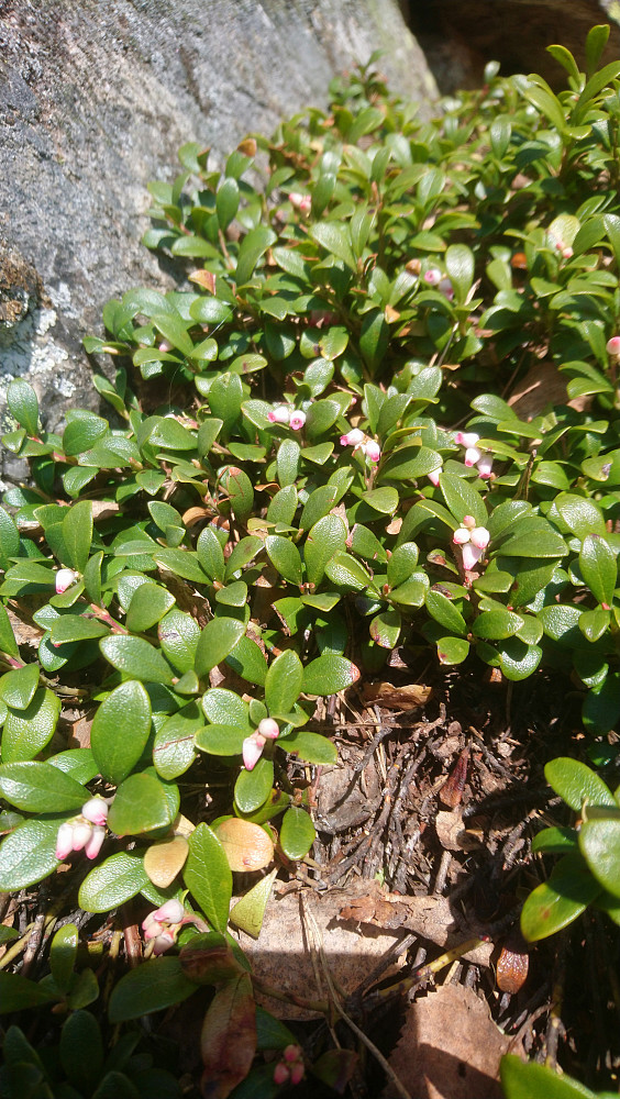 Her i solen blomstrer melbærene og småbjørka i fjellveggen hadde grønne bader. 