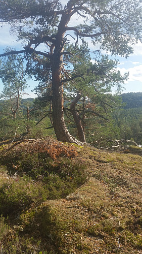 Utsikt fra Brudalskollen