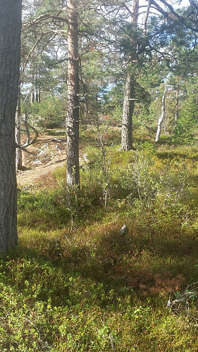 På toppen av Brudalskollen