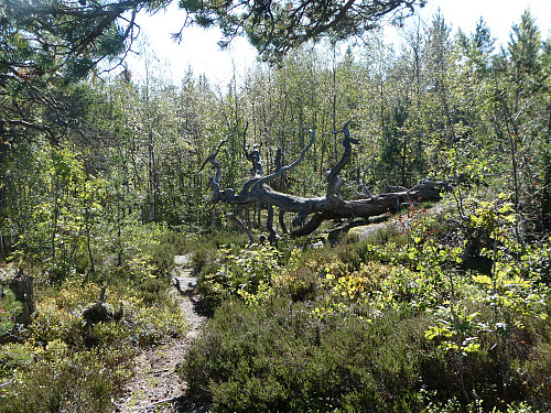 Stien opp til Nordkollen