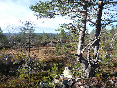 Utsikt på toppen. Ganske så flatt her.