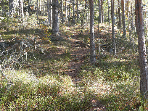 Terrenget opp mot toppen.