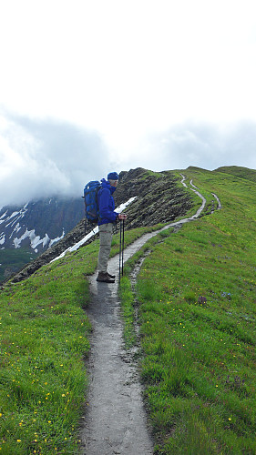 Flotte stier. 