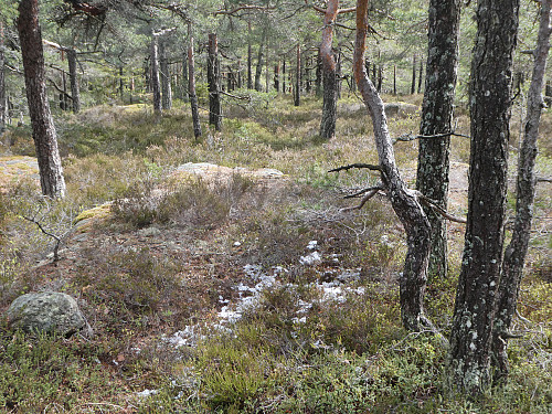 Toppomtåset. Det er ganske så flatt på toppen.