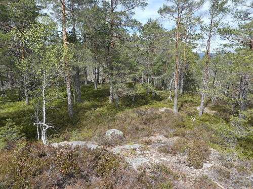 Området rundt toppunktet.