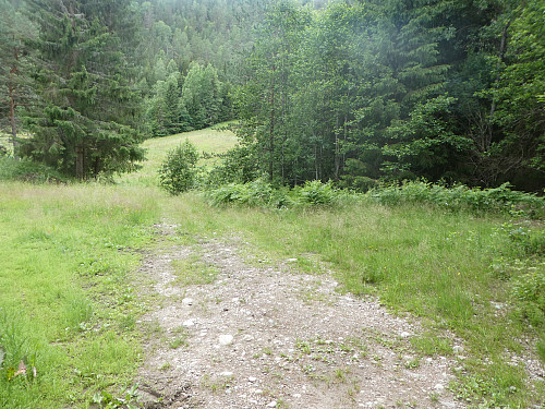 Startpunktet for stien kan være litt vanskelig å finne. Gå rett fram her og gjennom bregnene midt på bildet og inn i skogen, så finner du stien.