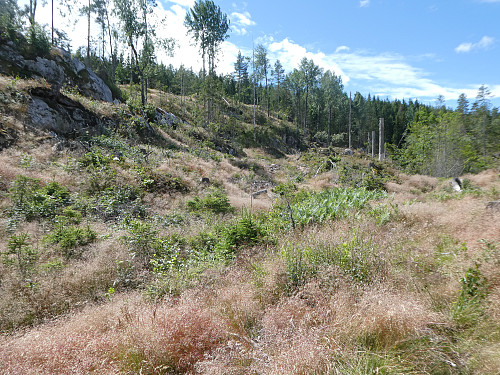 Stien som jeg fulgte ned , går langs skogskanten i bakgrunnen.