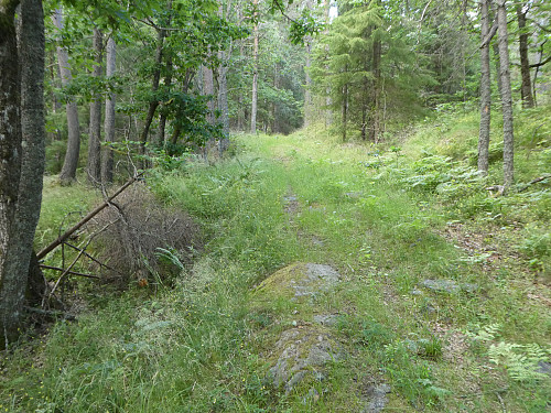 skogsveien oppetter som jeg fulgte helt til toppen.