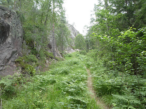 Her kan en velge enten rød eller blå løype.
[[image:Bamse_20200712_5f0b4d68c774f.jpg|Stien oppover.
