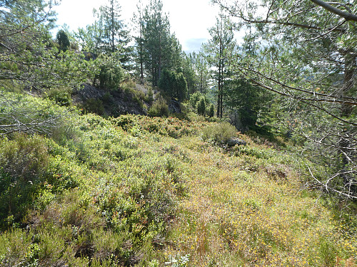 For det meste lyngterreng opp.