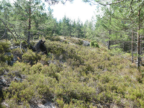 Terrenget oppover etter å ha forsert stigningen i begynnelsen.