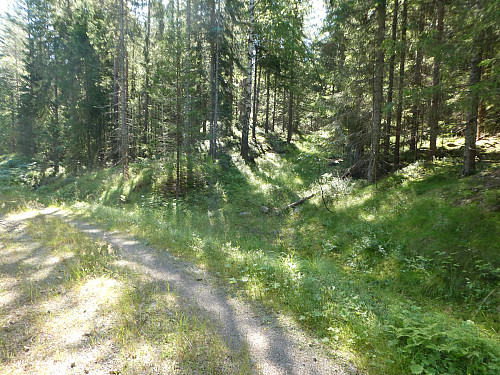 Deretter opp traktorveien her.