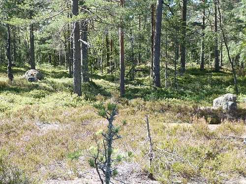 Toppområdet.