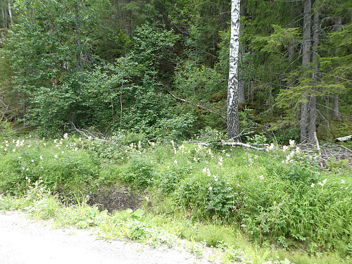 Her kom jeg ned. Stien starter her ved denne bjørka.
Bra sti helt opp til høyspentlinjetraseen, men styggbratt.