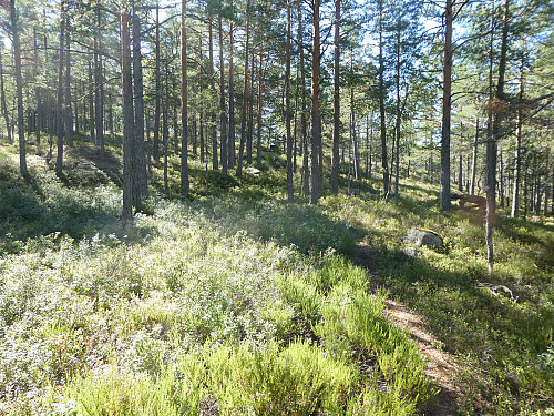 Bra sti og fint terreng oppover